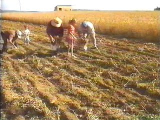 PATATAS (15)